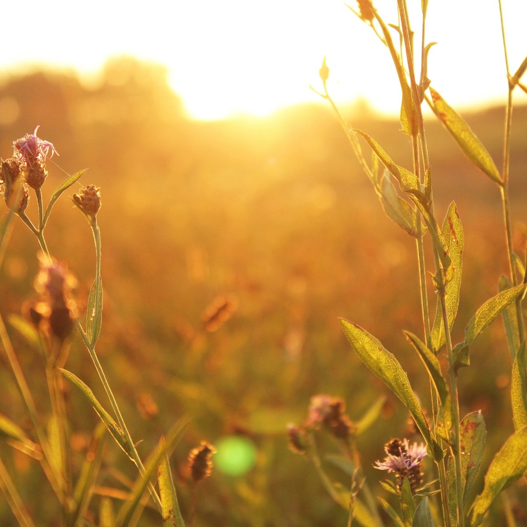 What is the summer solstice and how can we celebrate? - Moon Charged Crystals